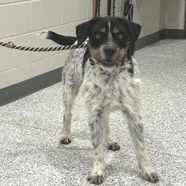 A Rebel without a home!The DeKalb Animal Shelter is in search of a forever home for “Rebel” the WJLE featured “Pet of the Week”.
