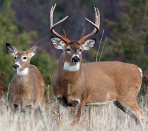 2021 Muzzleloader Season for Deer Set to Open