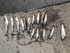 TWRA Cites White County Angler with Illegal Fishing on Caney Fork River