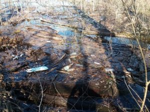 Center Hill Lake Litter (Photo by David Vincent)