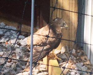 The new aviary at Edgar Evins State Park is now home to this hawk