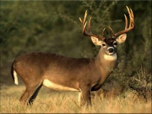 Young Sportsman Deer Hunt October 29-30