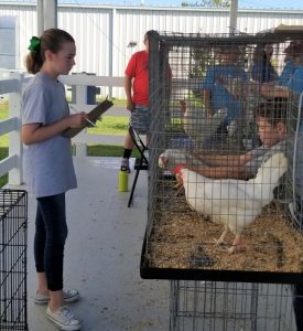 Olivia Olivia Gilley studies a group of White Leghorn hens at the Central Region poultry judging competition.