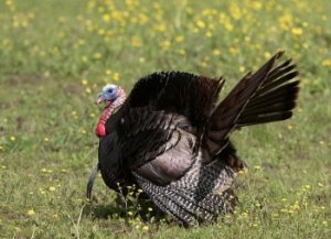 Tennessee’s 2022 spring turkey hunting season is set to open in most areas of the state on Saturday, April 2.