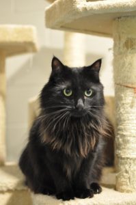 Meet “Clarabelle”! This lovable little cat is the feature of the “Pet of the Week” segment on WJLE in conjunction with the DeKalb Animal Coalition. Clarabelle is a two and a half year old female Maine Coon mix. Come adopt Clarabelle.. For more information call 615-597-1363. The shelter is open Thursday and Friday from noon until 4 p.m. and Saturday from 10 a.m. until noon.