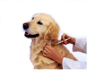 Time for Dogs and Cats to Receive Rabies Vaccinations