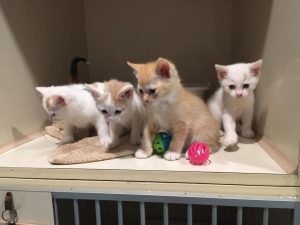The WJLE/DeKalb Animal Coalition featured "Pets of the Week" needing to be adopted are six week old kittens Nala, Nora, Gus and Nyiah and their mother cat Fiona.