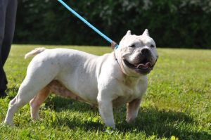 “Brizo”, the WJLE/DeKalb Animal Coalition featured “Pet of the Week” is an 8 year old spayed female English Bulldog