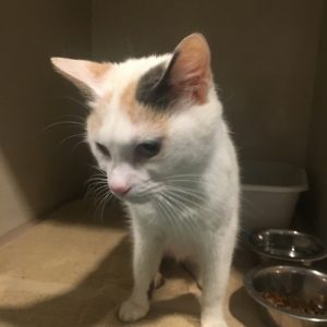 Fiona, is 7 years old and needs to be adopted at the DeKalb Animal Shelter