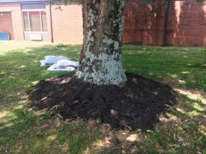 Mulch placed around oak tree in the Outdoor Space and Garden Center at DCHS