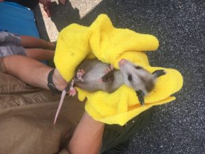 Andrew Webber, a seasonal ranger at Edgar Evins State Park, showed off “Otis" a baby opossum for children to see and touch during Saturday’s National Trails Day observance at the park.