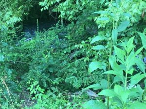 Picture shows barely visible 2017 Toyota Corolla driven by Sharon Law of Silver Point as seen from the road on Highway 141 at Wolf Creek Sunday morning. The car crashed down a steep embankment Thursday. Law climbed to the top of the hill and was discovered by the side of the road Sunday morning by a passing motorist