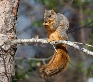 Tennessee’s Free Hunting Day Set for Saturday, Squirrel Season to Open