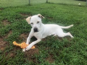 Meet “Wilson” another lovable dog at the DeKalb Animal Coalition waiting for adoption