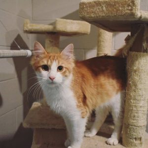 "Huntington" now available for adoption at DeKalb Animal Shelter