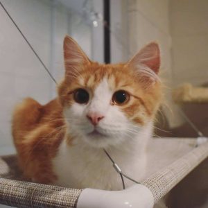 “Huntington” is the WJLE/DeKalb Animal Shelter featured “Pet of the Week”
