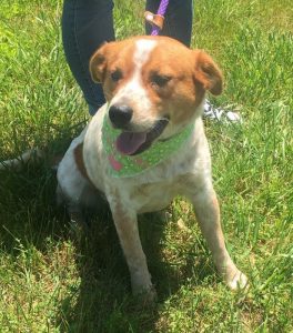 Meet “Miranda” the WJLE/DeKalb Animal Shelter Featured Pet of the Week