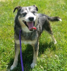 It’s Senior Pet Days at the DeKalb Animal Shelter! Introducing “ “Rocky”, one of two WJLE/DeKalb Animal Shelter featured “Pets of the Week”