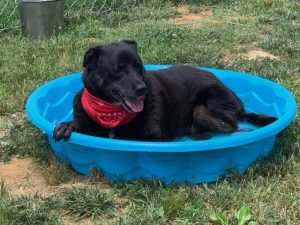 It’s Senior Pet Days at the DeKalb Animal Shelter! Introducing “ “Harley”, one of two WJLE/DeKalb Animal Shelter featured “Pets of the Week”