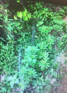 Members of the Governor’s Task Force on Marijuana Eradication conducted a helicopter flyover of DeKalb County two weeks ago and found several patches.