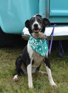 Senior dogs deserve a good home too! If you have room in your home and heart for a lovable 10 year old Australian Shepherd then meet “Molly” the WJLE/DeKalb Animal Shelter featured “Pet of the Week”