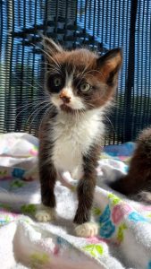 The DeKalb Animal Shelter is currently home to a host of kittens and they are all available for adoption. Come meet Toast, Smoky, Arlo, and Manny, the WJLE/DeKalb Animal Shelter featured “Pets of the Week”. PICTURED HERE IS “ARLO” Now through the month of August the shelter is offering a special on cat adoptions. $40 for the first cat and $20 for the second which covers cost of vaccinations, spay, neuter, etc.