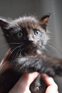 The DeKalb Animal Shelter is currently home to a host of kittens and they are all available for adoption. Come meet Toast, Smoky, Arlo, and Manny, the WJLE/DeKalb Animal Shelter featured “Pets of the Week”. PICTURED HERE IS “MANNY” Now through the month of August the shelter is offering a special on cat adoptions. $40 for the first cat and $20 for the second which covers cost of vaccinations, spay, neuter, etc.