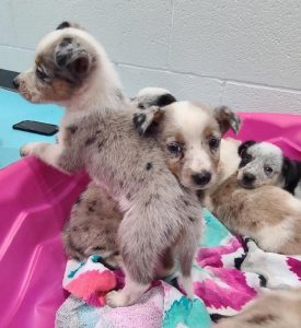 A litter of nine puppies have arrived at the DeKalb Animal Shelter and they are now available for adoption. These cute little critters are the WJLE /DeKalb Animal Shelter featured “Pets of the Week”