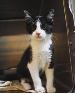 As much as Oscar enjoys being at the DeKalb Animal Shelter, what he really needs is a forever home. This four month old feline is the WJLE/DeKalb Animal Shelter featured “Pet of the Week”