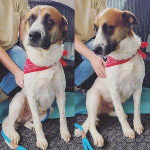 Hunter is a really cool laid back dog. All he needs to make his canine life complete is a new forever home. This two and a half year old Australian Shepherd mix is the WJLE/DeKalb Animal Shelter featured “Pet of the Week”.