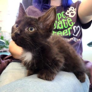 If you love kittens you’ll find “Meatball” hard to resist. “Meatball” is this week’s WJLE/DeKalb Animal Shelter featured “Pet of the Week” and he is now ready for adoption.