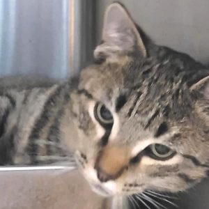 The DeKalb Animal Shelter is seeking a home for “Tom”