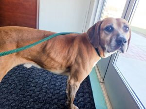 If you need a good canine companion “Copper” fits the bill. This eight year old Redbone Hound mix is the WJLE/DeKalb Animal Shelter featured “Pet of the Week”.