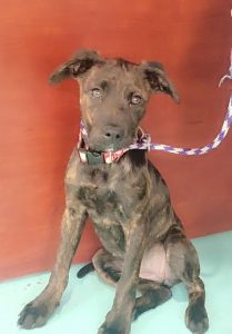 Who could resist “Delilah”? This 14 week old cute and loveable critter is the WJLE/DeKalb Animal Shelter featured “Pet of the Week”.