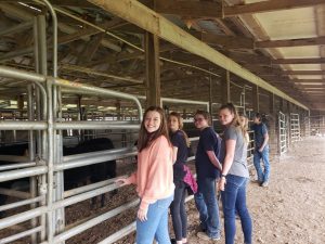 4-H livestock teams were able to practice at some local farms in preparation for the regional contest.