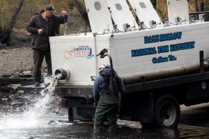 Director Zebediah Smith with Open Jaw Productions captures video of Jerry Short releasing trout Nov. 3, 2021 into the Caney Fork River below Center Hill Dam in Lancaster, Tennessee. The dam’s tailwater provides world-class trout fishing opportunities. Short is a motor vehicle operator with the Dale Hollow National Fish Hatchery Fish Rearing and Distribution. (USACE Photo by Lee Roberts)