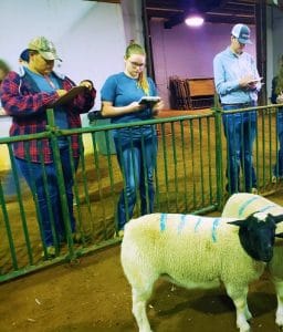Izayah Dowell, Kylynn Smullen, and Luke Magness study a group of Dorper Ewes at the Regional Livestock Judging Contest. Izayah was the 5th high individual overall in his division.