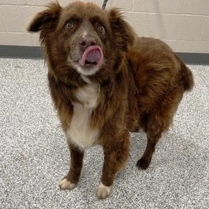 When it comes to man’s best friend, they come any better than “J.D.” the WJLE/DeKalb Animal Shelter featured “Pet of the Week” This beautiful Australian Shepherd can be yours for only $180 which is his adoption fee