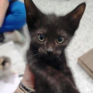 How would you like to have a member of the Addams family join your family? Meet Pugsley! The WJLE/DeKalb Animal Shelter featured “Pet of the Week”