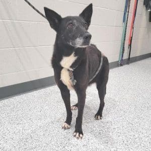 Older Dogs Need Love Too! Meet Matilda the WJLE/DeKalb Animal Shelter Featured “Pet of the Week” View Video Here