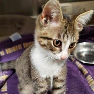 Meet “Sherlock” the WJLE/DeKalb Animal Shelter featured “ Co-Pet of the Week”