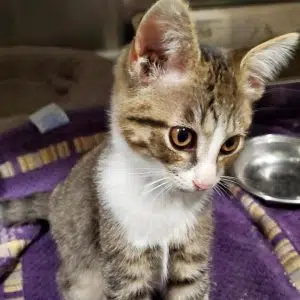 Meet “Sherlock” the WJLE/DeKalb Animal Shelter featured “ Co-Pet of the Week”