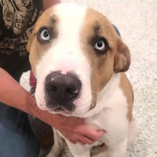 Calling all dog lovers! “Leo” needs a good home. Can you make room in your heart for him? Leo is the WJLE/DeKalb Animal Shelter featured “Pet of the Week”