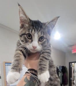 Special “Adopt A Pet” discounts are being offered this week at the DeKalb Animal Shelter. Dog adoptions are $50 each and $30 each for cats and that includes all their vaccinations, micro-chipping, blood work, etc. How about adopting “Sherlock”, the WJLE/DeKalb Animal Shelter featured “Pet of the Week”.