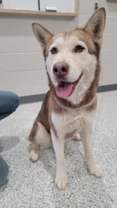 Meet Darlene, the WJLE/DeKalb Animal Shelter featured “Pet of the Week”.