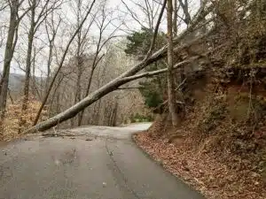 Tree blown down across Floating Mill Road