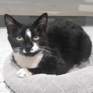 Meet Patty! You’ll find Patty in the “Catty-Corner” at the DeKalb Animal Shelter. Patty is the WJLE/DeKalb Animal Shelter featured “Pet of the Week”