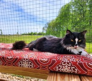 DeKalb Animal Shelter Feline friend lounging in new Catio