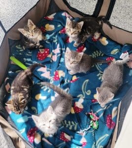 If you have ever wanted to adopt a cat or kitten now is the time to do it. Make your pick of the litter at the DeKalb Animal Shelter