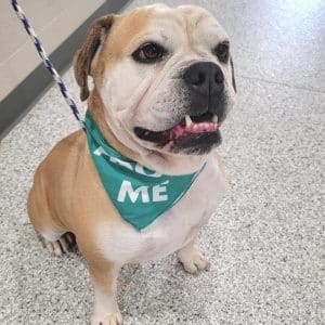 Ready to bring a new pet into your home? How about “Xander”? The WJLE/DeKalb Animal Shelter featured “Pet of the Week”